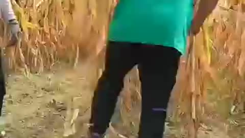 Amazing agricultural tools for farmer 😀😀 #shorts #tools #