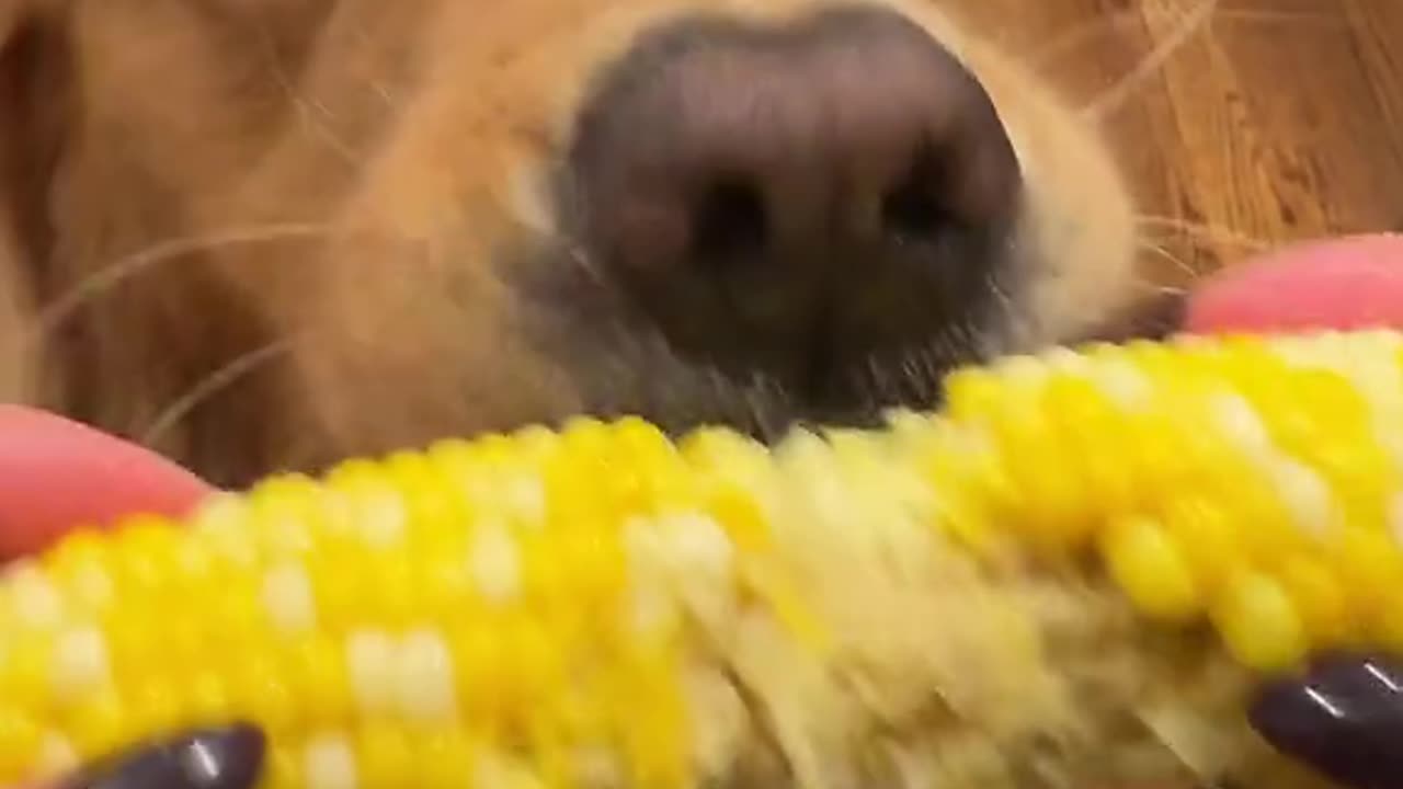 Chomp chomp on the corn on the cob