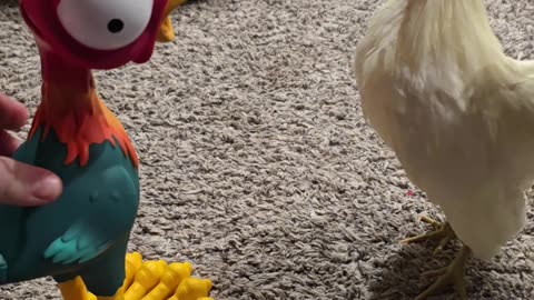 Rooster Confused By Toy Rooster