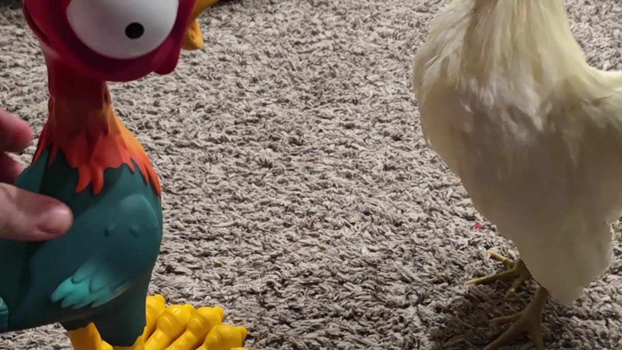 Rooster Confused By Toy Rooster