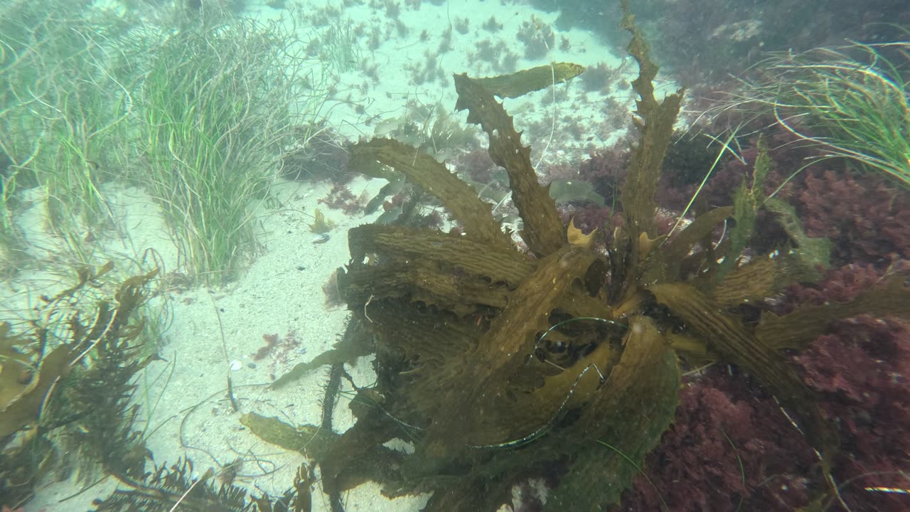 Offshore look at low tide #lowtide #ocean #underwater