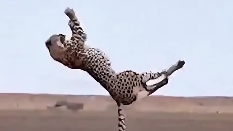Can the cheetah successfully catch the little ostrich?