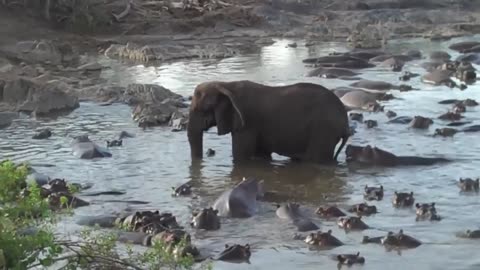 Hippo Vs Elephant