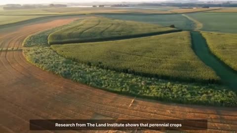 Plant Once, Feed Your Family Forever: Why Don't You Know About It?