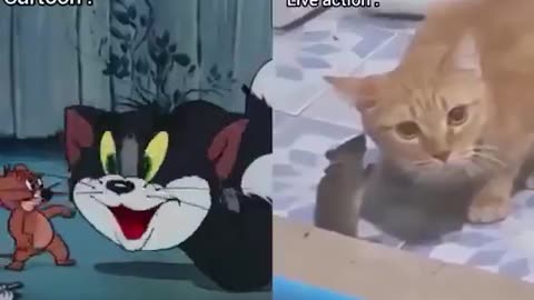 tom jerry reel