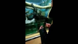 Daddy Goat 24/7 - Out Of Context Memes & Videos