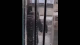 Daddy Goat 24/7 - Out Of Context Memes & Videos