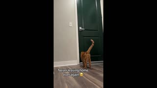 Daddy Goat 24/7 - Out Of Context Memes & Videos