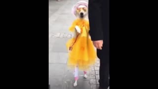 Daddy Goat 24/7 - Out Of Context Memes & Videos