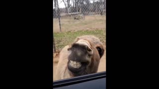 Daddy Goat 24/7 - Out Of Context Memes & Videos