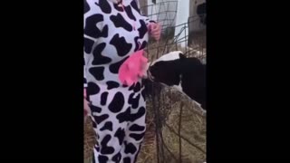 Daddy Goat 24/7 - Out Of Context Memes & Videos