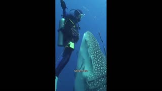 Daddy Goat 24/7 - Out Of Context Memes & Videos