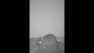 Daddy Goat 24/7 - Out Of Context Memes & Videos