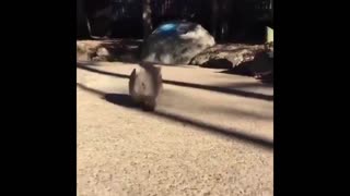 Daddy Goat 24/7 - Out Of Context Memes & Videos