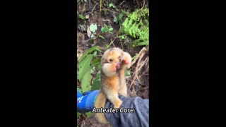 Daddy Goat 24/7 - Out Of Context Memes & Videos