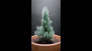 Daddy Goat 24/7 - Out Of Context Memes & Videos