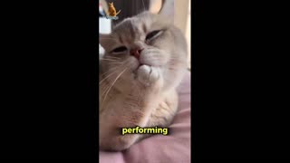 Daddy Goat 24/7 - Out Of Context Memes & Videos