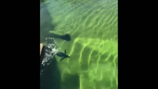 Daddy Goat 24/7 - Out Of Context Memes & Videos