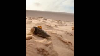 Daddy Goat 24/7 - Out Of Context Memes & Videos