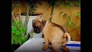 Daddy Goat 24/7 - Out Of Context Memes & Videos