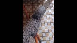 Daddy Goat 24/7 - Out Of Context Memes & Videos