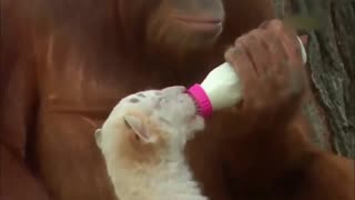 Daddy Goat 24/7 - Out Of Context Memes & Videos