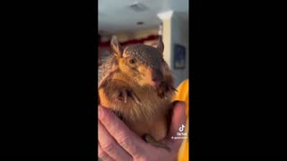 Daddy Goat 24/7 - Out Of Context Memes & Videos