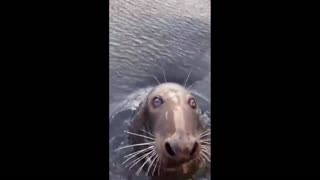 Daddy Goat 24/7 - Out Of Context Memes & Videos