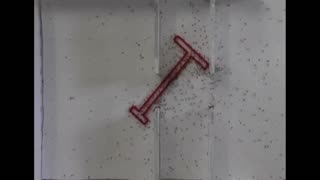 Daddy Goat 24/7 - Out Of Context Memes & Videos