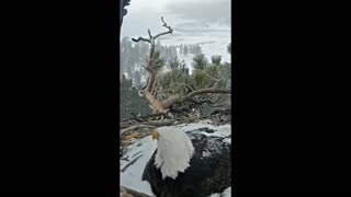 Daddy Goat 24/7 - Out Of Context Memes & Videos