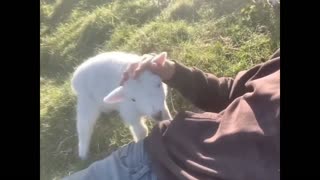 Daddy Goat 24/7 - Out Of Context Memes & Videos