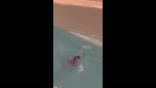 Daddy Goat 24/7 - Out Of Context Memes & Videos