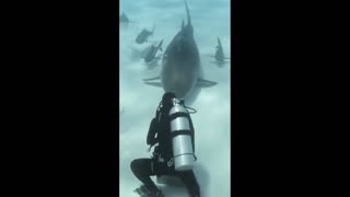 Daddy Goat 24/7 - Out Of Context Memes & Videos