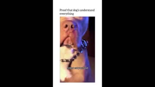 Daddy Goat 24/7 - Out Of Context Memes & Videos