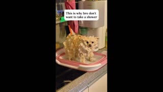 Daddy Goat 24/7 - Out Of Context Memes & Videos