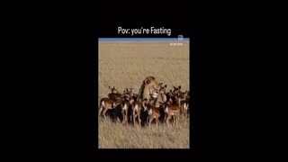 Daddy Goat 24/7 - Out Of Context Memes & Videos