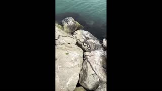 Daddy Goat 24/7 - Out Of Context Memes & Videos