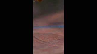 Daddy Goat 24/7 - Out Of Context Memes & Videos