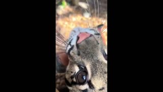 Daddy Goat 24/7 - Out Of Context Memes & Videos