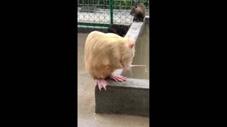 Daddy Goat 24/7 - Out Of Context Memes & Videos