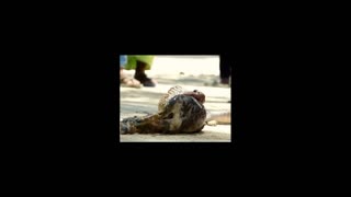 Daddy Goat 24/7 - Out Of Context Memes & Videos