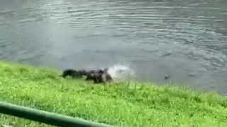 Daddy Goat 24/7 - Out Of Context Memes & Videos