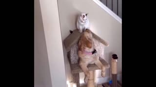 Daddy Goat 24/7 - Out Of Context Memes & Videos