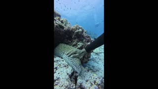 Daddy Goat 24/7 - Out Of Context Memes & Videos