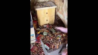 Daddy Goat 24/7 - Out Of Context Memes & Videos