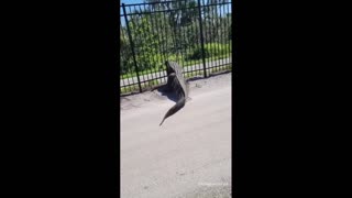 Daddy Goat 24/7 - Out Of Context Memes & Videos