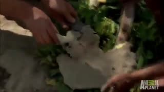 Daddy Goat 24/7 - Out Of Context Memes & Videos