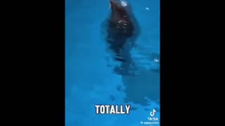 Daddy Goat 24/7 - Out Of Context Memes & Videos