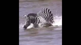 Daddy Goat 24/7 - Out Of Context Memes & Videos