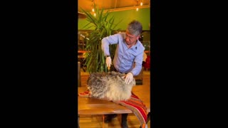 Daddy Goat 24/7 - Out Of Context Memes & Videos